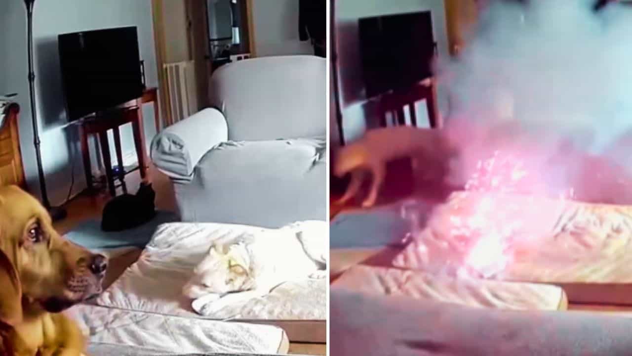 Shocking Video: ਖੇਡ-ਖੇਡ ਚ ਪਾਲਤੂ ਕੁੱਤੇ ਨੇ ਲਗਾਈ ਘਰ ਨੂੰ ਅੱਗ, ਹਰ ਕਿਸੇ ਲਈ ਹੈ ਸਬਕ, ਦੇਖੋ VIDEO