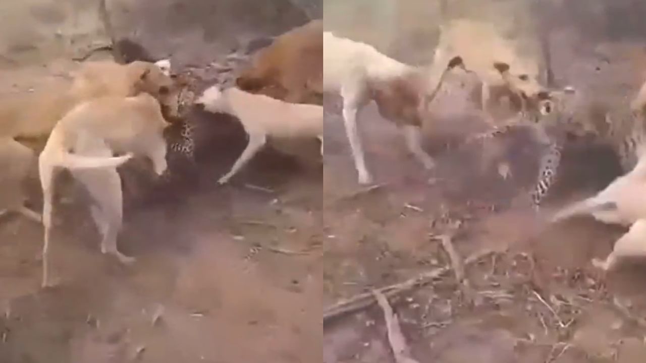 Shocking Video: ਕੁੱਤਿਆਂ ਦੇ ਝੁੰਡ ਨੇ ਚੀਤੇ ਨੂੰ ਦਬੋਚਿਆ, ਫਿਰ ਨੋਚ-ਨੋਚ ਕੇ ਕੀਤੀ ਬੁਰੀ ਹਾਲਤ Shocking Video: ਕੁੱਤਿਆਂ ਦੇ ਝੁੰਡ ਨੇ ਚੀਤੇ ਨੂੰ ਦਬੋਚਿਆ, ਫਿਰ ਨੋਚ-ਨੋਚ ਕੇ ਕੀਤੀ ਬੁਰੀ ਹਾਲਤ