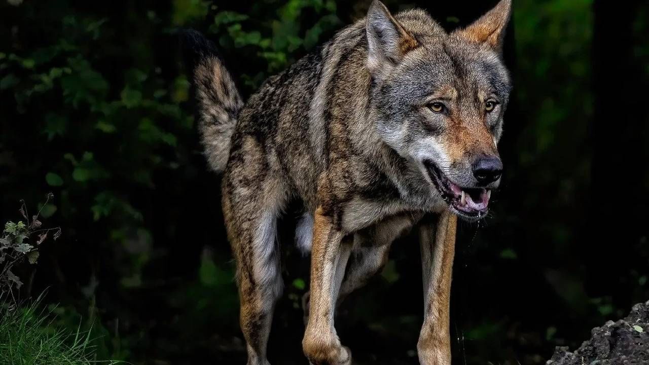 Wolf Terror: ਦਰਵਾਜ਼ਿਆਂ ਤੋਂ ਬਿਨਾਂ ਘਰ, ਕੱਚੇ ਘਰ ਅਤੇ ਛੱਪਰ ‘ਚ ਰਹਿੰਦੇ ਲੋਕ… ਅਜਿਹੇ ‘ਚ ਭੇੜਿਆਂ ਤੋਂ ਕਿਵੇਂ ਬਚਣਗੇ ਬੱਚੇ? Wolf Terror: ਦਰਵਾਜ਼ਿਆਂ ਤੋਂ ਬਿਨਾਂ ਘਰ, ਕੱਚੇ ਘਰ ਅਤੇ ਛੱਪਰ ‘ਚ ਰਹਿੰਦੇ ਲੋਕ… ਅਜਿਹੇ ‘ਚ ਭੇੜਿਆਂ ਤੋਂ ਕਿਵੇਂ ਬਚਣਗੇ ਬੱਚੇ?