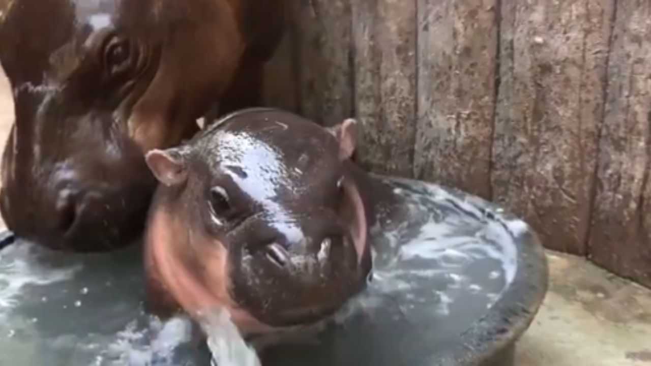 Cute: ਨਹਾਉਂਦੇ ਹੋਏ Baby Hippo ਦੀ ਇਸ ਹਰਕਤ ਨੂੰ ਦੇਖ ਕੇ ਲੋਕਾਂ ਨੂੰ ਹੋ ਗਿਆ ਪਿਆਰ, ਦੇਖੋ VIDEO