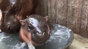 ਨਹਾਉਂਦੇ ਹੋਏ Baby Hippo ਦੀ ਕਿਊਟ ਵੀਡੀਓ ਵਾਇਰਲ