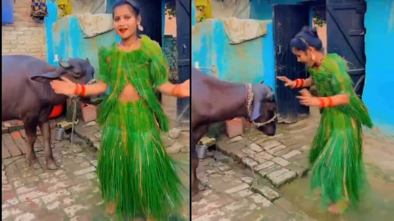 Funny Viral: ਚਾਰੇ ਨਾਲ ਬਣੀ ਡਰੈੱਸ ਪਾ ਕੇ ਕੁੜੀ ਮੱਝ ਦੇ ਨੇੜੇ ਕਰਨ ਲੱਗੀ ਡਾਂਸ, ਫੇਰ ਜੋ ਹੋਇਆ ਵੇਖ ਕੇ ਨਹੀਂ ਰੋਕ ਪਾਵੋਗੇ ਹਾਸਾ