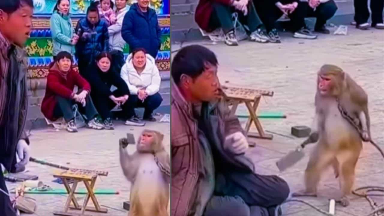 Viral: ਸ਼ੋਅ ਦੌਰਾਨ ਬਾਂਦਰ ਨੂੰ ਮਦਾਰੀ ਤੇ ਆਇਆ ਗੁੱਸਾ, ਚਲਾਇਆ ਚਾਕੂ,  VIDEO ਹੋਈ ਵਾਇਰਲ