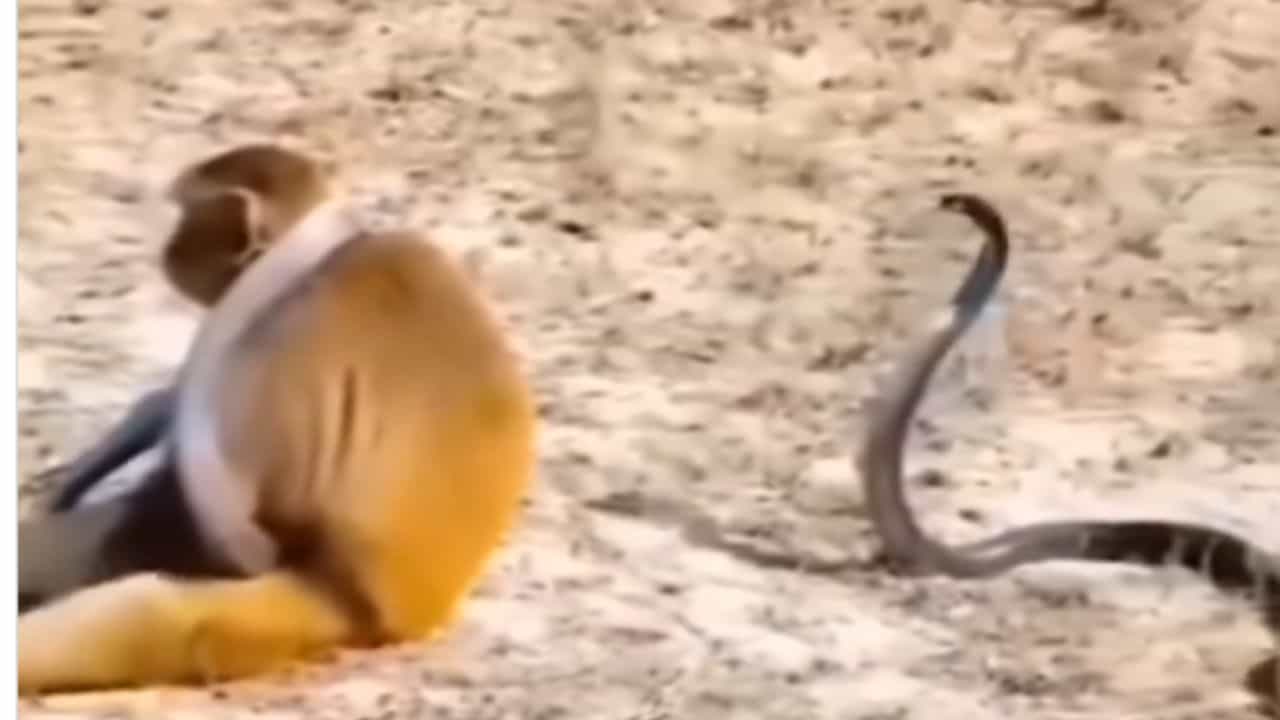 Funny Video: ਬਾਂਦਰ ਨੇ ਸੱਪ ਨੂੰ ਟਾਈ ਵਾਂਗ ਗਲੇ ਚ ਲਟਕਾਇਆ, ਵੀਡੀਓ ਦੇਖ ਕੇ ਰਹਿ ਜਾਓਗੇ ਹੈਰਾਨ Funny Video: ਬਾਂਦਰ ਨੇ ਸੱਪ ਨੂੰ ਟਾਈ ਵਾਂਗ ਗਲੇ ਚ ਲਟਕਾਇਆ, ਵੀਡੀਓ ਦੇਖ ਕੇ ਰਹਿ ਜਾਓਗੇ ਹੈਰਾਨ