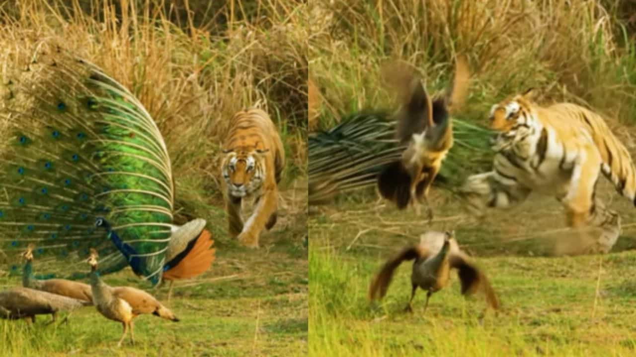 Shocking News: ਮਾਦਾ ਟਾਈਗਰ ਕਰਨ ਜਾ ਰਹੀ ਸੀ ਮੋਰ ਦਾ ਸ਼ਿਕਾਰ ਪਰ ਹੋ ਗਈ ਖੇਡ, ਵੀਡੀਓ ਦੇਖ ਕੇ ਰਹਿ ਜਾਵੋਗੇ ਹੈਰਾਨ