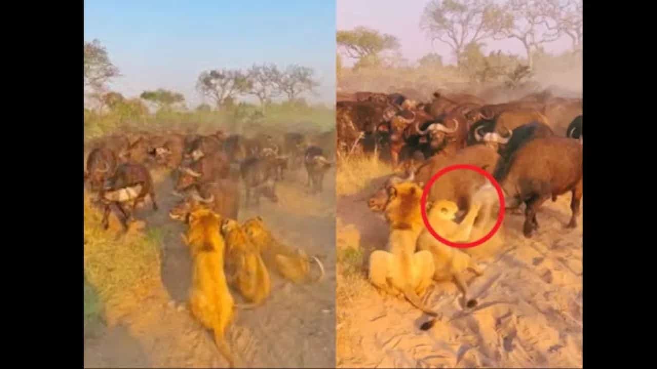 ਸ਼ੇਰਾਂ ਨੇ ਮਿਲ ਕੇ ਮੱਝ ਦਾ ਕੀਤਾ ਸ਼ਿਕਾਰ, ਵੇਖੋ ਜੰਗਲ ਦੀ ਖੌਫ਼ਨਾਕ ਵੀਡੀਓ ਸ਼ੇਰਾਂ ਨੇ ਮਿਲ ਕੇ ਮੱਝ ਦਾ ਕੀਤਾ ਸ਼ਿਕਾਰ, ਵੇਖੋ ਜੰਗਲ ਦੀ ਖੌਫ਼ਨਾਕ ਵੀਡੀਓ