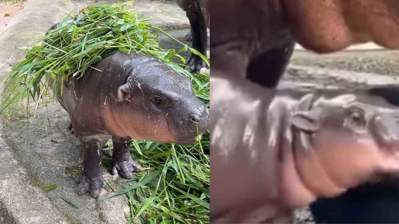 Cute Baby Hippo ਨੂੰ ਦੇਖ ਲੋਕਾਂ ਨੂੰ ਹੋਇਆ ਪਿਆਰ, ਬੋਲੇ- ਸਭ ਤੋਂ Best ਕੰਟੈਂਟ