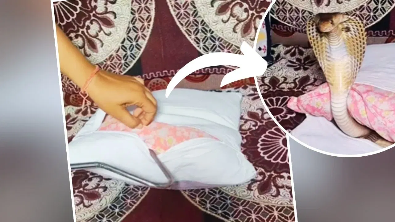 Shocking Video : ਸੋਫੇ ਦੇ ਕੁਸ਼ਨ ਕਵਰ ‘ਚੋਂ ਆ ਰਹੀ ਸੀ ਅਜੀਬ ਆਵਾਜ਼, ਕਪੜਾ ਹਿਲਾਉਂਦਿਆਂ ਹੀ ਨਿਕਲਿਆ ਕੋਬਰਾ, ਵੀਡੀਓ ਵੇਖ ਕੇ ਕੰਬ ਜਾਵੇਗੀ ਰੂਹ Shocking Video : ਸੋਫੇ ਦੇ ਕੁਸ਼ਨ ਕਵਰ ‘ਚੋਂ ਆ ਰਹੀ ਸੀ ਅਜੀਬ ਆਵਾਜ਼, ਕਪੜਾ ਹਿਲਾਉਂਦਿਆਂ ਹੀ ਨਿਕਲਿਆ ਕੋਬਰਾ, ਵੀਡੀਓ ਵੇਖ ਕੇ ਕੰਬ ਜਾਵੇਗੀ ਰੂਹ