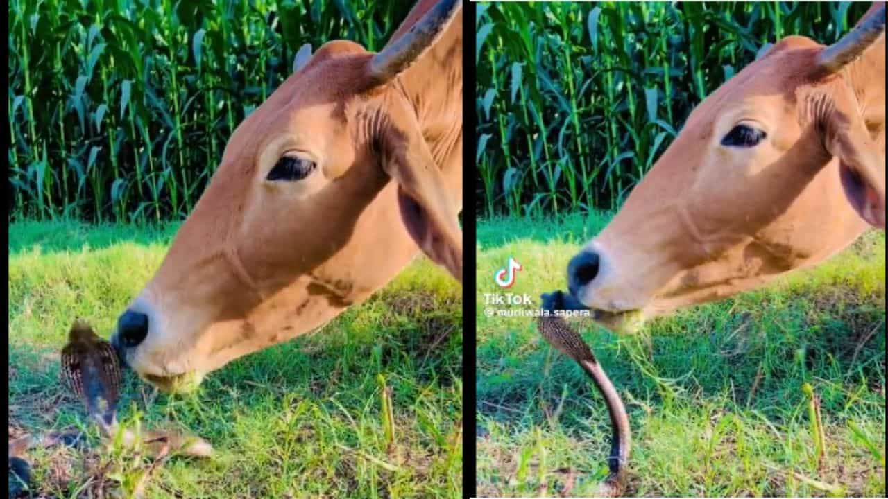 VIRAL: ਫਨ ਕੱਢ ਕੇ ਬੈਠਾ ਸੀ ਕੋਬਰਾ, ਗਾਂ ਨੇ ਕਰ ਲਈ Kiss, ਦੇਖੋ VIDEO VIRAL: ਫਨ ਕੱਢ ਕੇ ਬੈਠਾ ਸੀ ਕੋਬਰਾ, ਗਾਂ ਨੇ ਕਰ ਲਈ Kiss, ਦੇਖੋ VIDEO