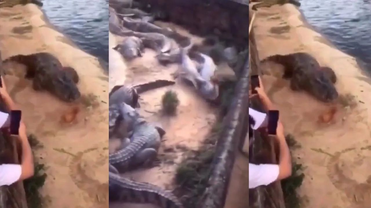 Viral Video: ਕੁੱਕੜ ਨੇ ਮਗਰਮੱਛਾਂ ਦੇ ਵਿਚਕਾਰ ਦਿਖਾਇਆ ਸਵੈਗ, ਹਮਲਾ ਤਾਂ ਛੱਡੋ ਕੋਈ ਖੰਭ ਵੀ ਨਹੀਂ ਛੂਹ ਸਕਿਆ Viral Video: ਕੁੱਕੜ ਨੇ ਮਗਰਮੱਛਾਂ ਦੇ ਵਿਚਕਾਰ ਦਿਖਾਇਆ ਸਵੈਗ, ਹਮਲਾ ਤਾਂ ਛੱਡੋ ਕੋਈ ਖੰਭ ਵੀ ਨਹੀਂ ਛੂਹ ਸਕਿਆ