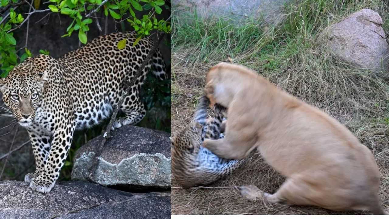 Mother Leopard vs Lioness: ਸ਼ੇਰਨੀ ਤੋਂ ਆਪਣੇ ਬੱਚਿਆਂ ਨੂੰ ਬਚਾਉਣ ਲਈ ਮਾਦਾ ਤੇਂਦੁਏ ਨੇ ਦਿੱਤੀ ਜਾਨ ਦੀ ਕੁਰਬਾਨੀ, ਇਹ ਵਾਇਰਲ ਵੀਡੀਓ ਤੁਹਾਨੂੰ ਕਰ ਦੇਵੇਗੀ ਭਾਵੁਕ