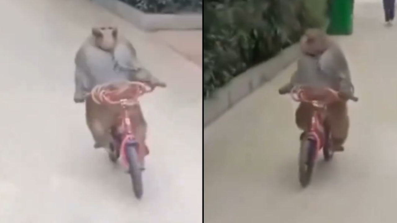 Monkey: ਸਾਈਕਲ ਚਲਾਉਂਦੇ ਹੋਏ ਬਾਂਦਰ ਦਾ ਵੀਡੀਓ Viral, ਲੋਕ ਕਰ ਰਹੇ ਮਜ਼ੇਦਾਰ ਕਮੈਂਟ Monkey: ਸਾਈਕਲ ਚਲਾਉਂਦੇ ਹੋਏ ਬਾਂਦਰ ਦਾ ਵੀਡੀਓ Viral, ਲੋਕ ਕਰ ਰਹੇ ਮਜ਼ੇਦਾਰ ਕਮੈਂਟ
