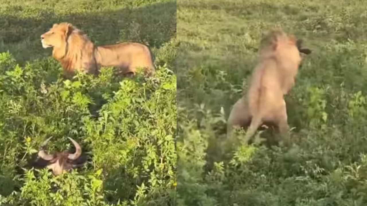 Lion Killed Buffalo: ਸ਼ੇਰ ਨੂੰ ਦੇਖ ਕੇ ਝਾੜੀਆਂ ਵਿੱਚ ਲੁਕ ਗਈ ਮੱਝ, ਫਿਰ ਇਕ ਗਲਤੀ ਦੇ ਕਾਰਨ ਸ਼ਿਕਾਰੀ ਦੀ ਚਮਕੀ ਕਿਸਮਤ Lion Killed Buffalo: ਸ਼ੇਰ ਨੂੰ ਦੇਖ ਕੇ ਝਾੜੀਆਂ ਵਿੱਚ ਲੁਕ ਗਈ ਮੱਝ, ਫਿਰ ਇਕ ਗਲਤੀ ਦੇ ਕਾਰਨ ਸ਼ਿਕਾਰੀ ਦੀ ਚਮਕੀ ਕਿਸਮਤ
