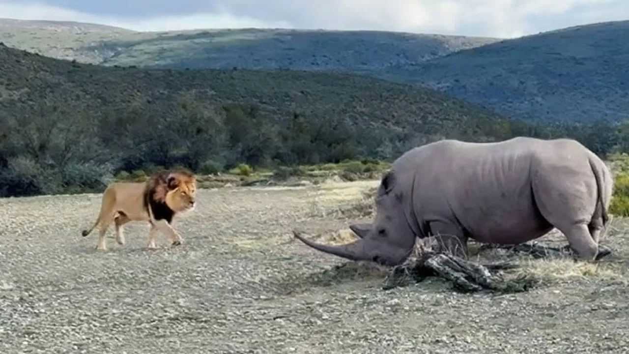 Rhino Vs Lion Shocking Fight Video: ਗੈਂਡੇ ਨੇ ਸ਼ੇਰ ਦੇ ਸਮੂਹ ਨੂੰ ਆਪਣੇ ਸਿੰਗ ਦੀ ਦਿਖਾਈ ਤਾਕਤ, ਇਕੱਲੇ-ਇਕੱਲੇ ਸਾਰਿਆਂ ਨੂੰ ਦਿੱਤੀ ਮਾਤ