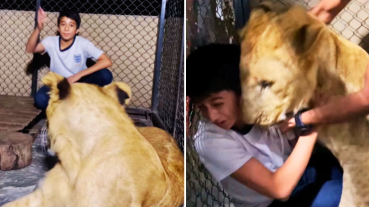 Shocking Video: ਸ਼ੇਰ ਦੇ ਸਾਹਮਣੇ ਹੋਸ਼ਿਆਰੀ ਪਈ ਭਾਰੀ, ਖੌਫਨਾਕ ਸ਼ਿਕਾਰੀ ਨੇ ਨੌਜਵਾਨ ‘ਤੇ ਅਚਾਨਕ ਕੀਤਾ ਹਮਲਾ, ਵੀਡੀਓ ਦੇਖ ਕੇ ਡਰ ਗਏ ਲੋਕ Shocking Video: ਸ਼ੇਰ ਦੇ ਸਾਹਮਣੇ ਹੋਸ਼ਿਆਰੀ ਪਈ ਭਾਰੀ, ਖੌਫਨਾਕ ਸ਼ਿਕਾਰੀ ਨੇ ਨੌਜਵਾਨ ‘ਤੇ ਅਚਾਨਕ ਕੀਤਾ ਹਮਲਾ, ਵੀਡੀਓ ਦੇਖ ਕੇ ਡਰ ਗਏ ਲੋਕ
