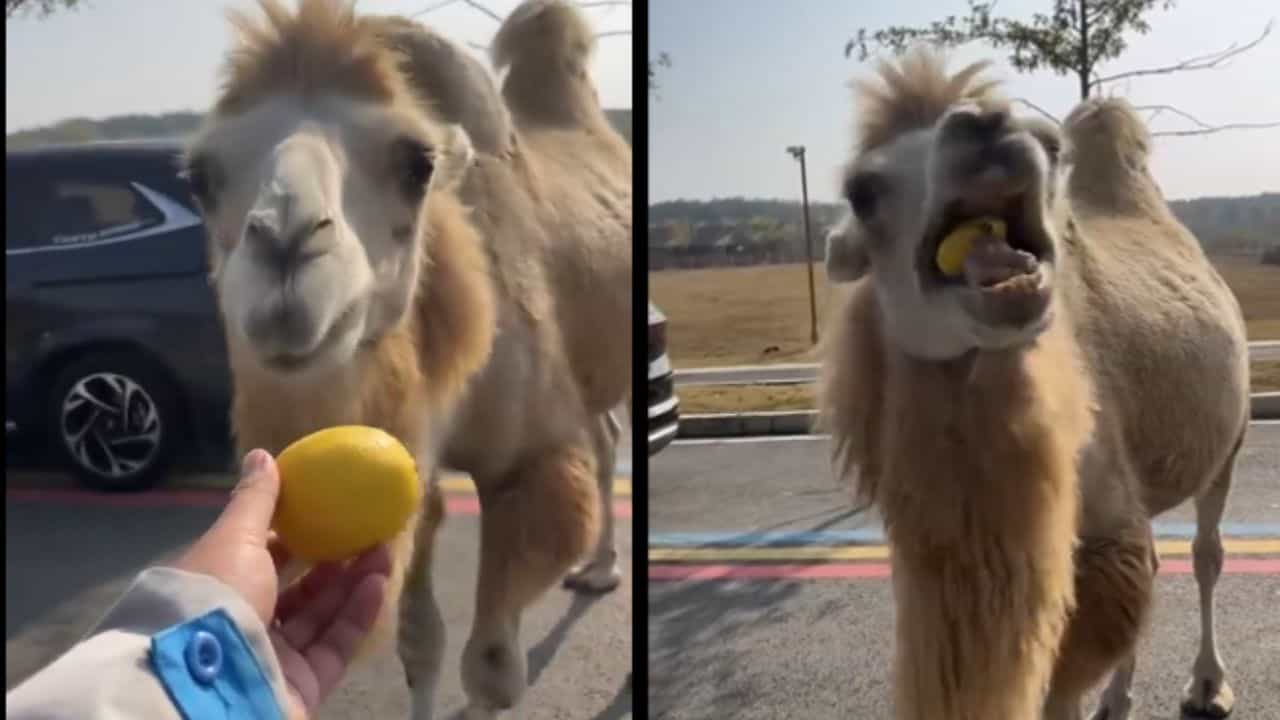 Camel Viral Video: ਜਦੋਂ ਊਠ ਨੂੰ ਖੁਆਇਆ ਨਿੰਬੂ ਤਾਂ ਹੋ ਗਿਆ ਇਹ ਹਾਲ,  ਦੇਖੋ ਮਜ਼ੇਦਾਰ Reactions
