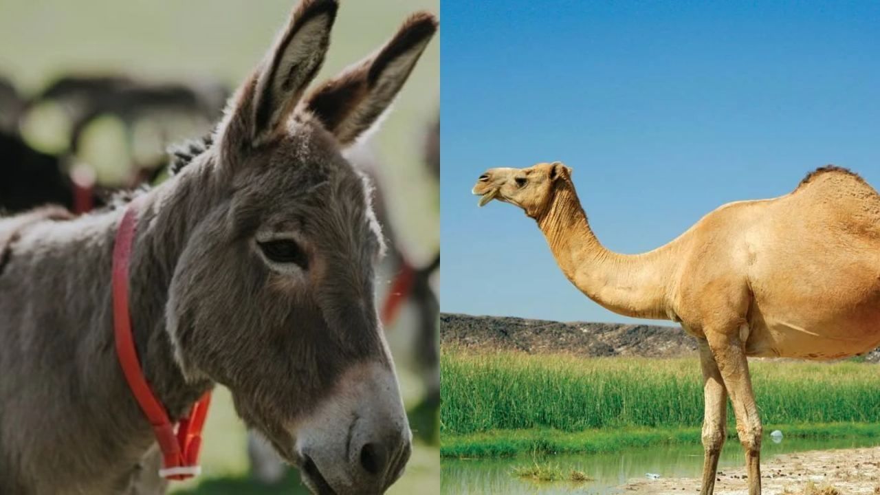 Donkey Milk Price: ਗਧੀ ਜਾਂ ਬੋਤੀ… ਕਿਸਦਾ ਦੁੱਧ ਜ਼ਿਆਦਾ ਮਹਿੰਗਾ? Donkey Milk Price: ਗਧੀ ਜਾਂ ਬੋਤੀ… ਕਿਸਦਾ ਦੁੱਧ ਜ਼ਿਆਦਾ ਮਹਿੰਗਾ?