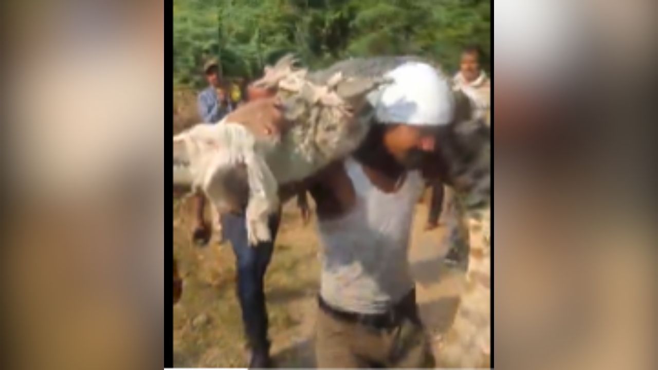 Viral: 20 ਫੁੱਟ ਲੰਬੇ, 150 ਕਿਲੋ ਦੇ ਜ਼ਿੰਦਾ ਮਗਰਮੱਛ ਨੂੰ ਮੋਢੇ ‘ਤੇ ਚੁੱਕ ਕੇ ਲੈ ਜਾ ਰਿਹਾ ਸੀ ਸ਼ਖਸ, ਵੀਡੀਓ ਦੇਖ ਕੇ ਲੋਕ ਰਹਿ ਗਏ ਹੈਰਾਨ Viral: 20 ਫੁੱਟ ਲੰਬੇ, 150 ਕਿਲੋ ਦੇ ਜ਼ਿੰਦਾ ਮਗਰਮੱਛ ਨੂੰ ਮੋਢੇ ‘ਤੇ ਚੁੱਕ ਕੇ ਲੈ ਜਾ ਰਿਹਾ ਸੀ ਸ਼ਖਸ, ਵੀਡੀਓ ਦੇਖ ਕੇ ਲੋਕ ਰਹਿ ਗਏ ਹੈਰਾਨ