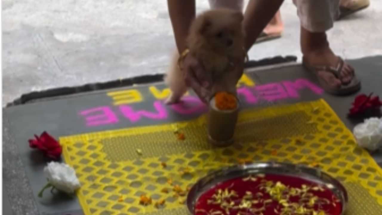 Cute Video: Best Welcome... ਦੁਲਹਨ ਦੀ ਤਰ੍ਹਾਂ ਕੀਤਾ ਕਿਊਟ Dog ਦਾ ਸਵਾਗਤ