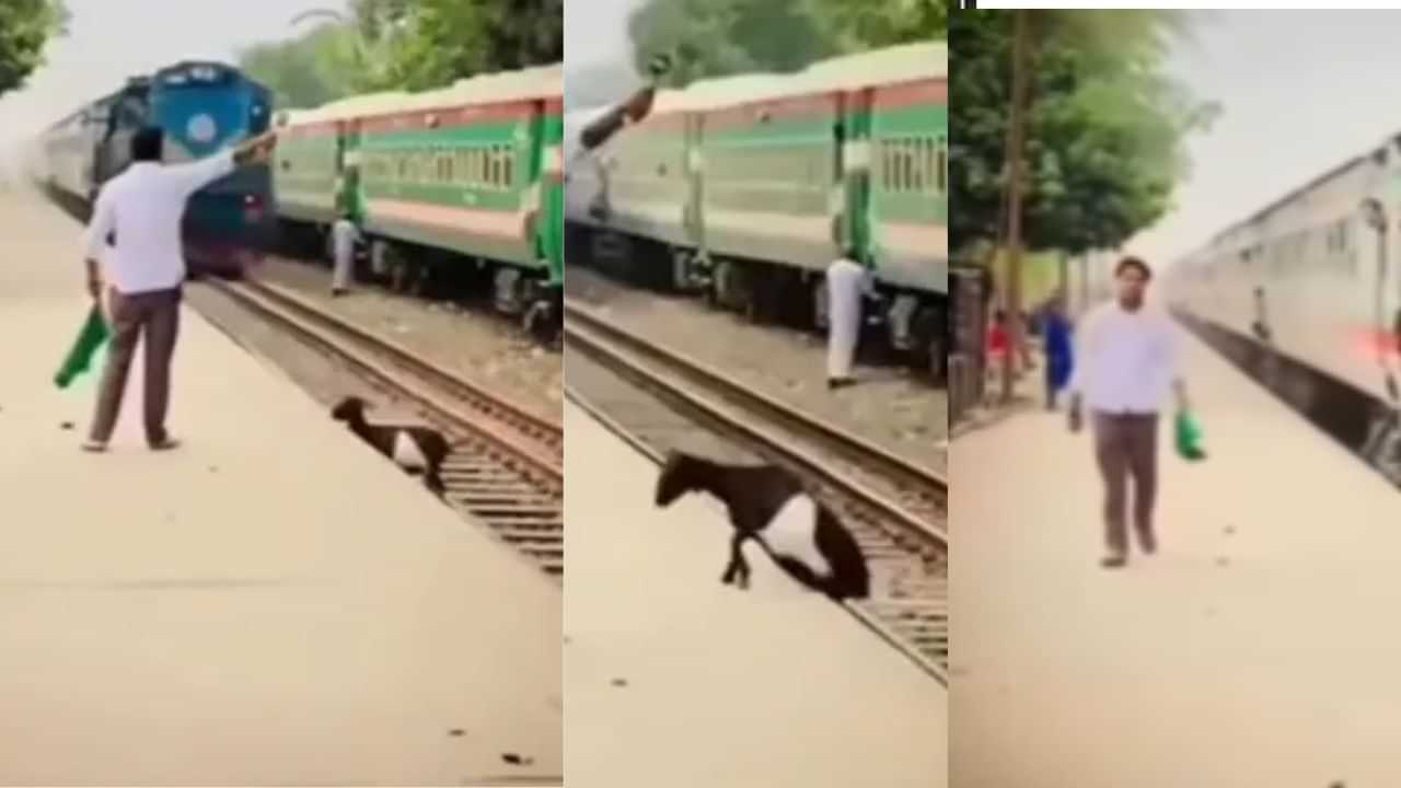 Goat Accident: ਥੋੜੀ ਜਿਹੀ ਵੀ ਇਨਸਾਨੀਅਤ ਹੁੰਦੀ ਤਾਂ ਬਚ ਸਕਦੀ ਸੀ ਬੇਜ਼ੁਬਾਨ ਜਾਨਵਰ ਦੀ ਜਾਨ ...ਬੱਕਰੀ ਦੀ ਦਰਦਨਾਕ ਮੌਤ ਦੇਖ ਹੋ ਜਾਓਗੇ ਭਾਵੁਕ