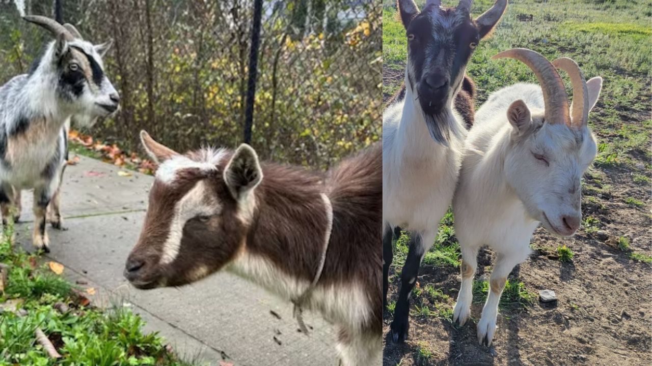 Goat America Jail: ਬੱਕਰੀਆਂ ਨੇ ਇਸ ਦੇਸ਼ ‘ਚ ਮਚਾਇਆ ਅਜਿਹਾ ਹੰਗਾਮਾ… ਗ੍ਰਿਫਤਾਰ ਕਰਕੇ ਭੇਜਣਾ ਪਿਆ ਜੇਲ੍ਹ! Goat America Jail: ਬੱਕਰੀਆਂ ਨੇ ਇਸ ਦੇਸ਼ ‘ਚ ਮਚਾਇਆ ਅਜਿਹਾ ਹੰਗਾਮਾ… ਗ੍ਰਿਫਤਾਰ ਕਰਕੇ ਭੇਜਣਾ ਪਿਆ ਜੇਲ੍ਹ!
