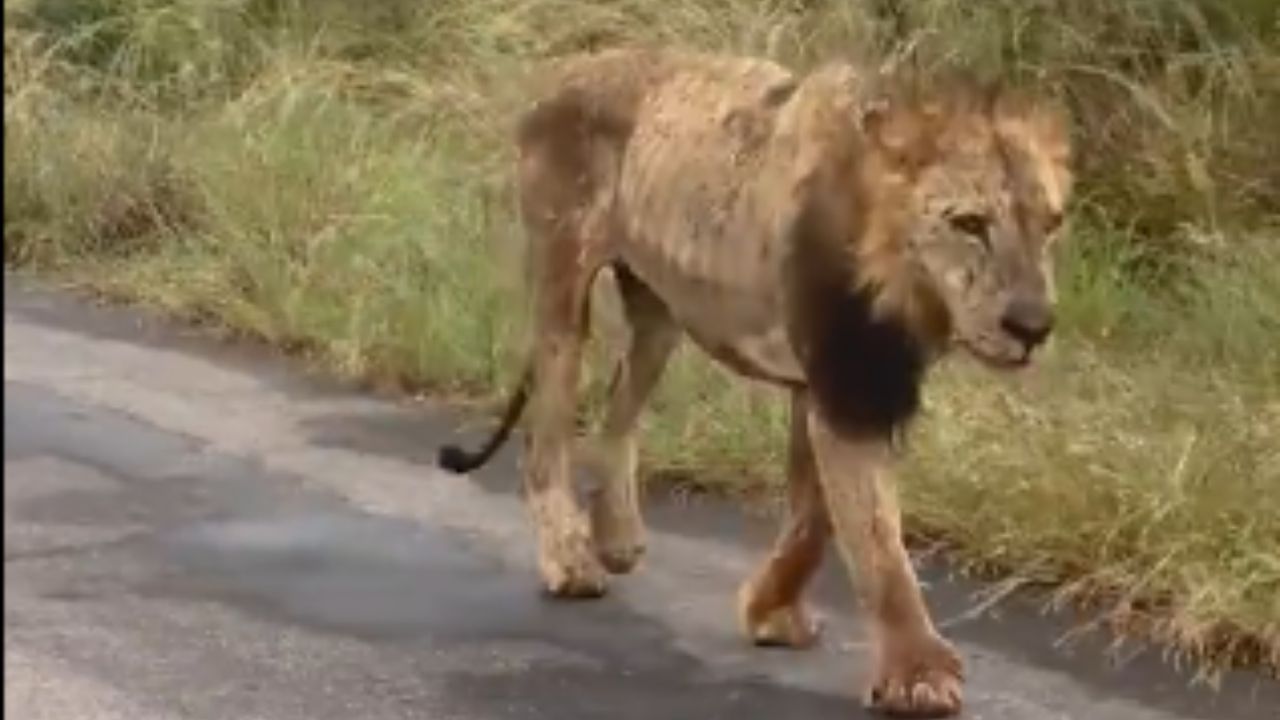 Old Lion Viral Video:ਬੁੱਢੇ ਸ਼ੇਰ ਨੂੰ ਇਕੱਲੇ ਘੁੰਮਦੇ ਦੇਖ ਯੂਜ਼ਰਸ ਦਾ ਪਿਘਲ ਗਿਆ ਦਿਲ,ਯੂਜ਼ਰਸ ਬੋਲੇ- ‘ਜੰਗਲ ਕੇ ਰਾਜਾ’ ਦੀ Legacy Old Lion Viral Video:ਬੁੱਢੇ ਸ਼ੇਰ ਨੂੰ ਇਕੱਲੇ ਘੁੰਮਦੇ ਦੇਖ ਯੂਜ਼ਰਸ ਦਾ ਪਿਘਲ ਗਿਆ ਦਿਲ,ਯੂਜ਼ਰਸ ਬੋਲੇ- ‘ਜੰਗਲ ਕੇ ਰਾਜਾ’ ਦੀ Legacy