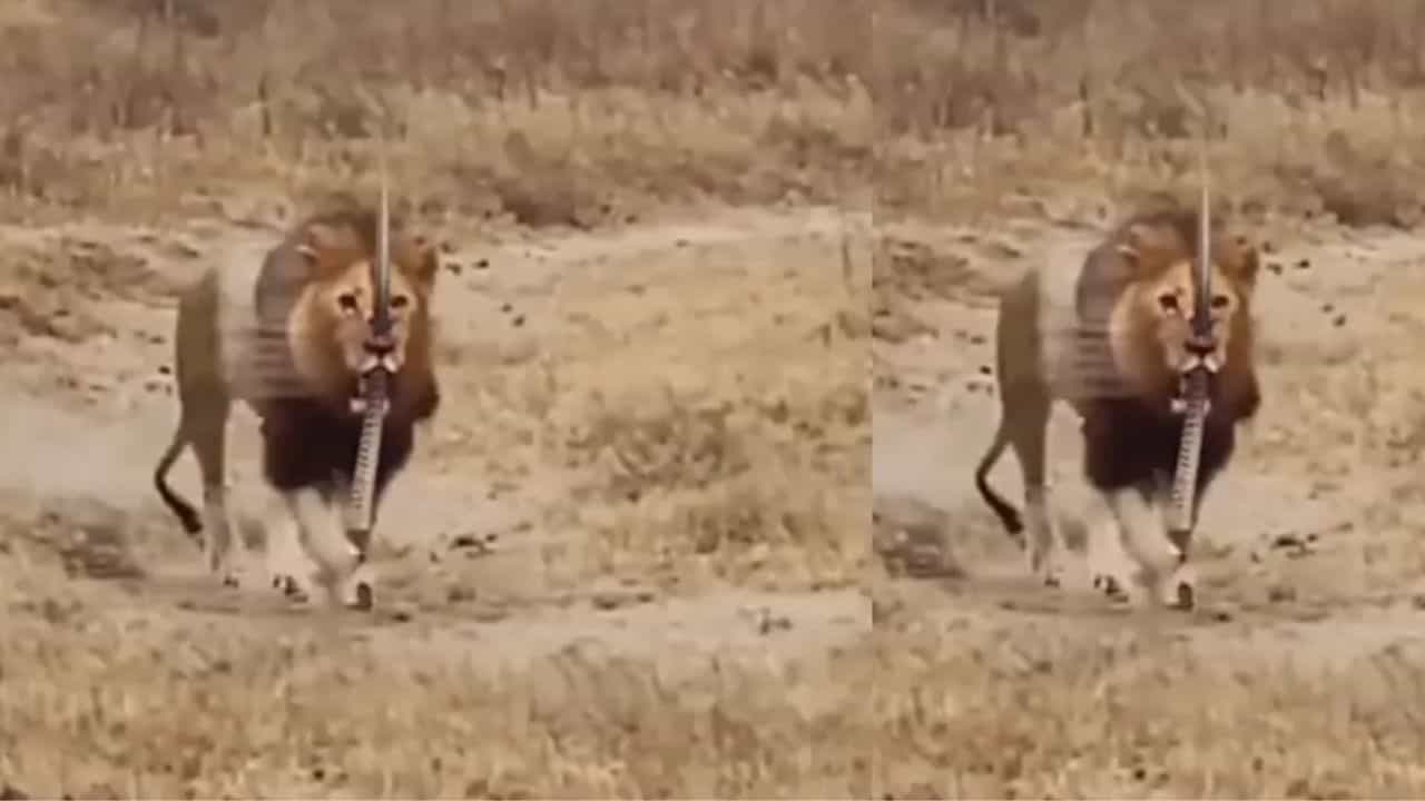 ਸ਼ਿਕਾਰ ਨਾਲ ਲੜਦਿਆਂ ਸ਼ੇਰ ਦੀ ਹਾਲਤ ਹੋ ਗਈ ਖ਼ਰਾਬ, ਮਰਦੇ-ਮਰਦੇ ਜਾਨਵਰ ਨੇ ਜੰਗਲ ਦੇ ਰਾਜੇ ਨੂੰ ਦਿੱਤੀ ਖ਼ਤਰਨਾਕ ਸਜ਼ਾ