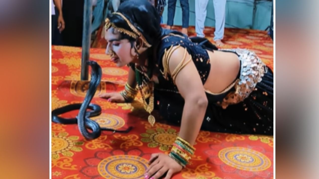 Viral: ਕਲਾਕਾਰ ਨੇ ਕਿੰਗ ਕੋਬਰਾ ਨੂੰ ਚੁੰਮਿਆ, ਫਿਰ ਇਸ ਤਰ੍ਹਾਂ ਨੱਚਣ ਲੱਗੀ; ਵੀਡੀਓ ਦੇਖੋ Viral: ਕਲਾਕਾਰ ਨੇ ਕਿੰਗ ਕੋਬਰਾ ਨੂੰ ਚੁੰਮਿਆ, ਫਿਰ ਇਸ ਤਰ੍ਹਾਂ ਨੱਚਣ ਲੱਗੀ; ਵੀਡੀਓ ਦੇਖੋ