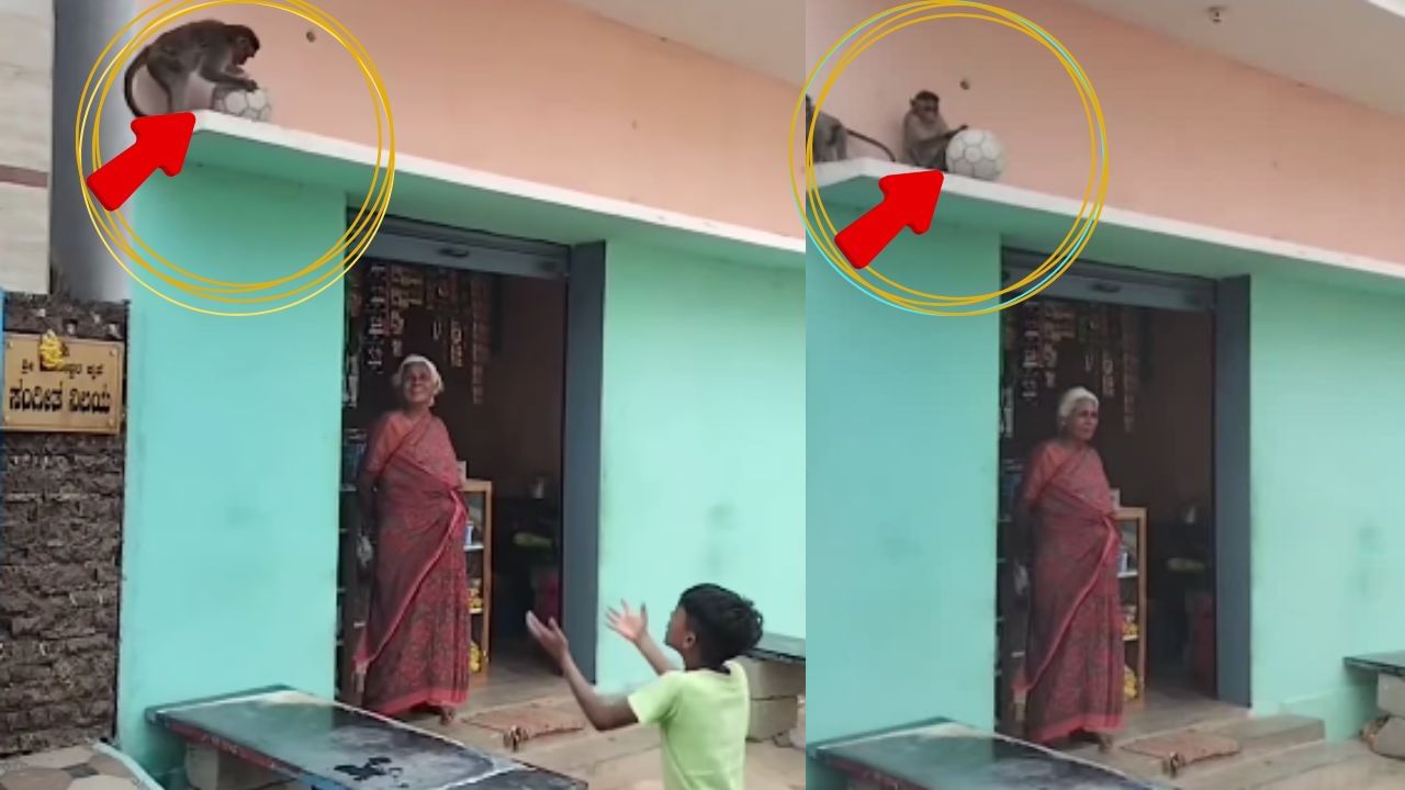 Viral Video: ਬਾਂਦਰ ਨਿਕਲਿਆ ਕਮਾਲ ਦਾ ਖਿਡਾਰੀ, ਬੱਚਿਆਂ ਨਾਲ ਹੈਂਡਬਾਲ ਖੇਡਣ ਦਾ ਵੀਡੀਓ ਹੋਇਆ ਵਾਇਰਲ Viral Video: ਬਾਂਦਰ ਨਿਕਲਿਆ ਕਮਾਲ ਦਾ ਖਿਡਾਰੀ, ਬੱਚਿਆਂ ਨਾਲ ਹੈਂਡਬਾਲ ਖੇਡਣ ਦਾ ਵੀਡੀਓ ਹੋਇਆ ਵਾਇਰਲ