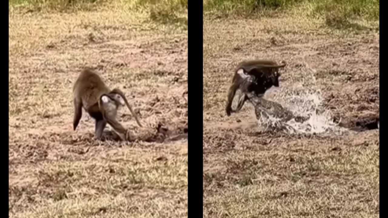 Baboon vs Crocodile Video: ਮਗਰਮੱਛ ਨੇ ਖਤਰਨਾਕ ਤਰੀਕੇ ਨਾਲ ਬਬੂਨ ਦਾ ਕੀਤਾ ਸ਼ਿਕਾਰ, ਨਹੀਂ ਦਿੱਤਾ ਸੰਭਲਣ ਦਾ ਵੀ ਮੌਕਾ