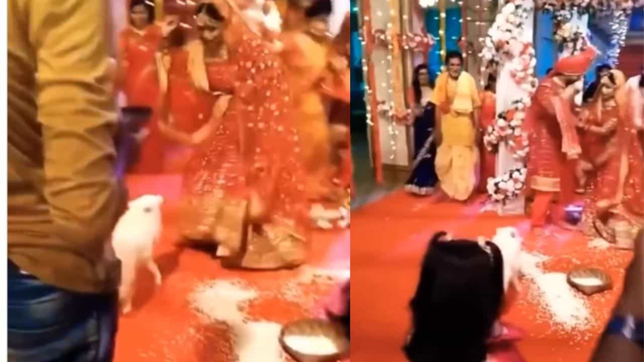 Viral Video: ਕੁੱਤੇ ਨੇ ਵਿਆਹ ਦੇ ਮੰਡਪ ਚ ਪਾਈਆਂ ਭਾਜੜਾਂ, ਪੈ ਗਿਆ ਲਾੜੀ ਦੇ ਪਿੱਛੇ