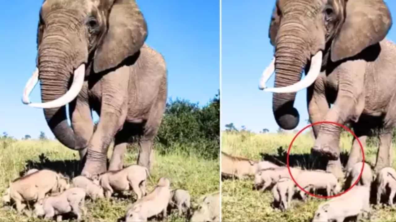 Elephant Viral Video: ਹਾਥੀ ਤਾਕਤ ਦੇ ਨਾਲ ਕਿੰਨੇ ਹੁੰਦੇ ਹਨ ਸਮਝਦਾਰ,ਦੇਖੋ ਇਹ ਵੀਡੀਓ