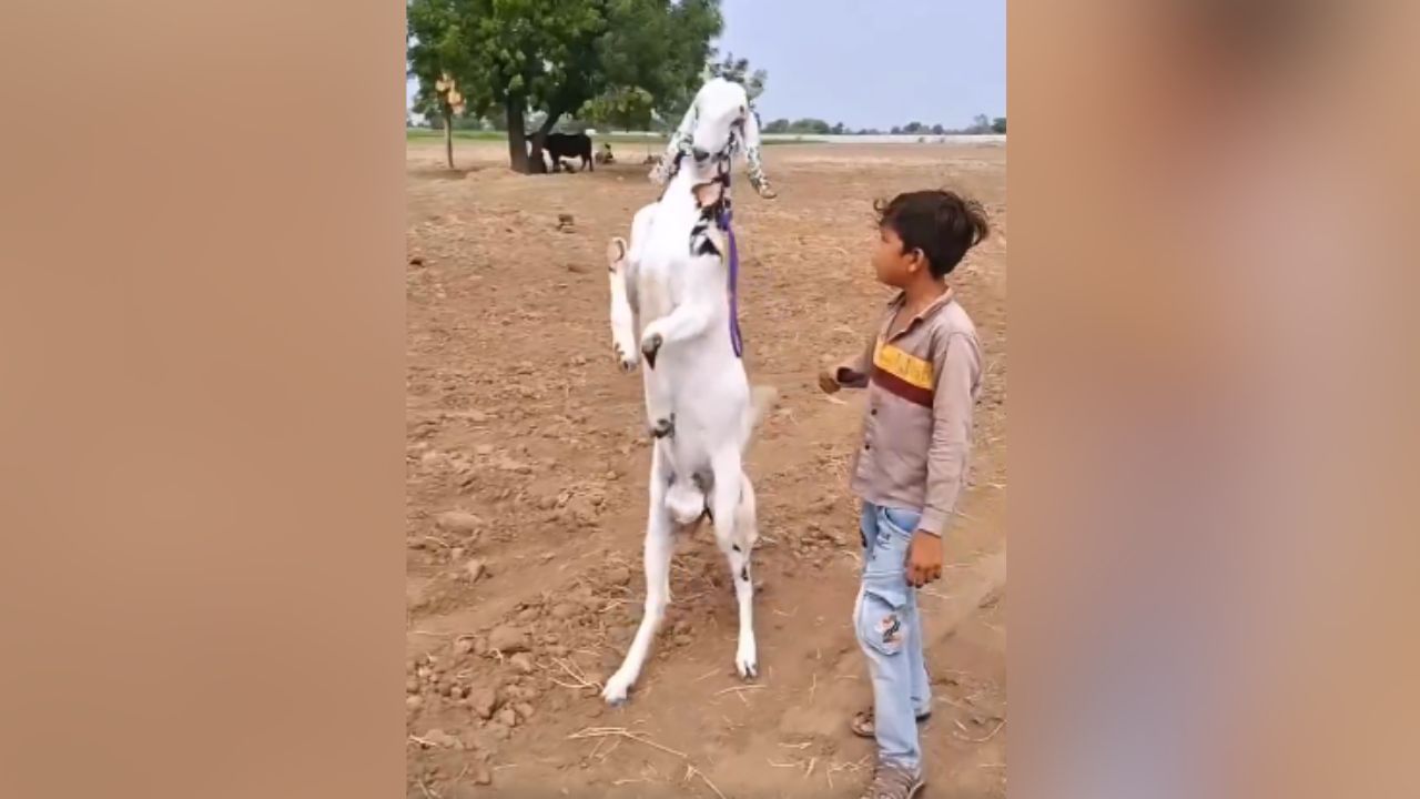 Viral Video: ਲੜਕੇ ਨੇ ਬੱਕਰੇ ਨੂੰ ਦਿੱਤੀ ਕਮਾਲ ਦੀ ਟ੍ਰੇਨਿੰਗ, ਵੀਡੀਓ ‘ਚ ਇਨਸਾਨਾਂ ਵਾਂਗ ਤੁਰਦੀ ਆਈ ਨਜ਼ਰ Viral Video: ਲੜਕੇ ਨੇ ਬੱਕਰੇ ਨੂੰ ਦਿੱਤੀ ਕਮਾਲ ਦੀ ਟ੍ਰੇਨਿੰਗ, ਵੀਡੀਓ ‘ਚ ਇਨਸਾਨਾਂ ਵਾਂਗ ਤੁਰਦੀ ਆਈ ਨਜ਼ਰ