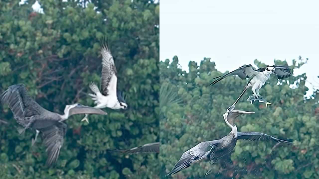 Pelican Vs Hawk Video: ਇਸ ਪੰਛੀ ਨੇ ਬਾਜ਼ ਤੋਂ ਖੋਹਿਆ ਉਸ ਦਾ ਸ਼ਿਕਾਰ, ਵਾਇਰਲ ਵੀਡੀਓ ਚ ਦੇਖੋ ਕਿਵੇਂ ਹਵਾ ਚ ਹੋਈ ਝਪਟ