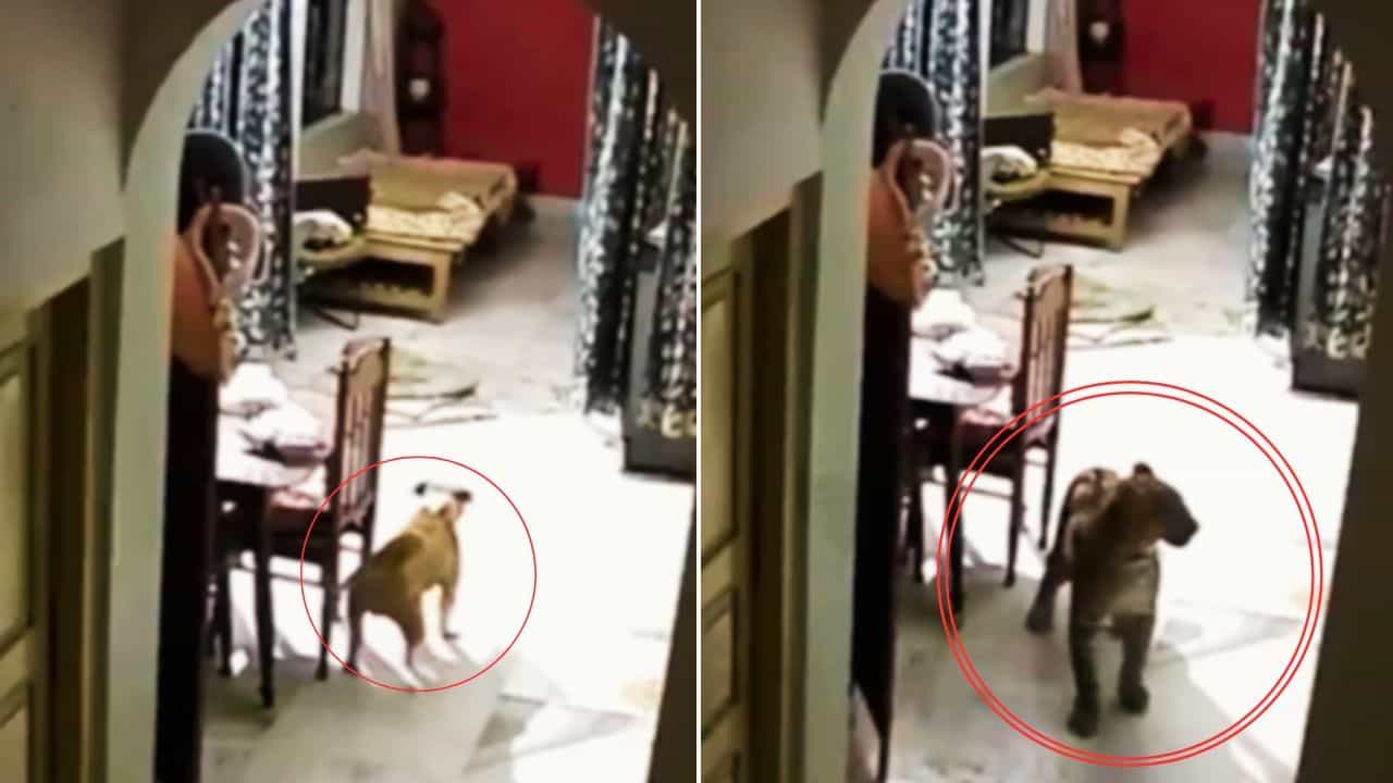 OMG: ਪਾਲਤੂ ਕੁੱਤੇ ਦਾ ਪਿੱਛਾ ਕਰਦਾ ਹੋਇਆ ਘਰ ਚ ਵੜਿਆ ਤੇਂਦੁਆ, ਅੱਗੇ ਜੋ ਹੋਇਆ, ਦੇਖ ਕੇ ਹੋ ਜਾਓਗੇ ਹੈਰਾਨ