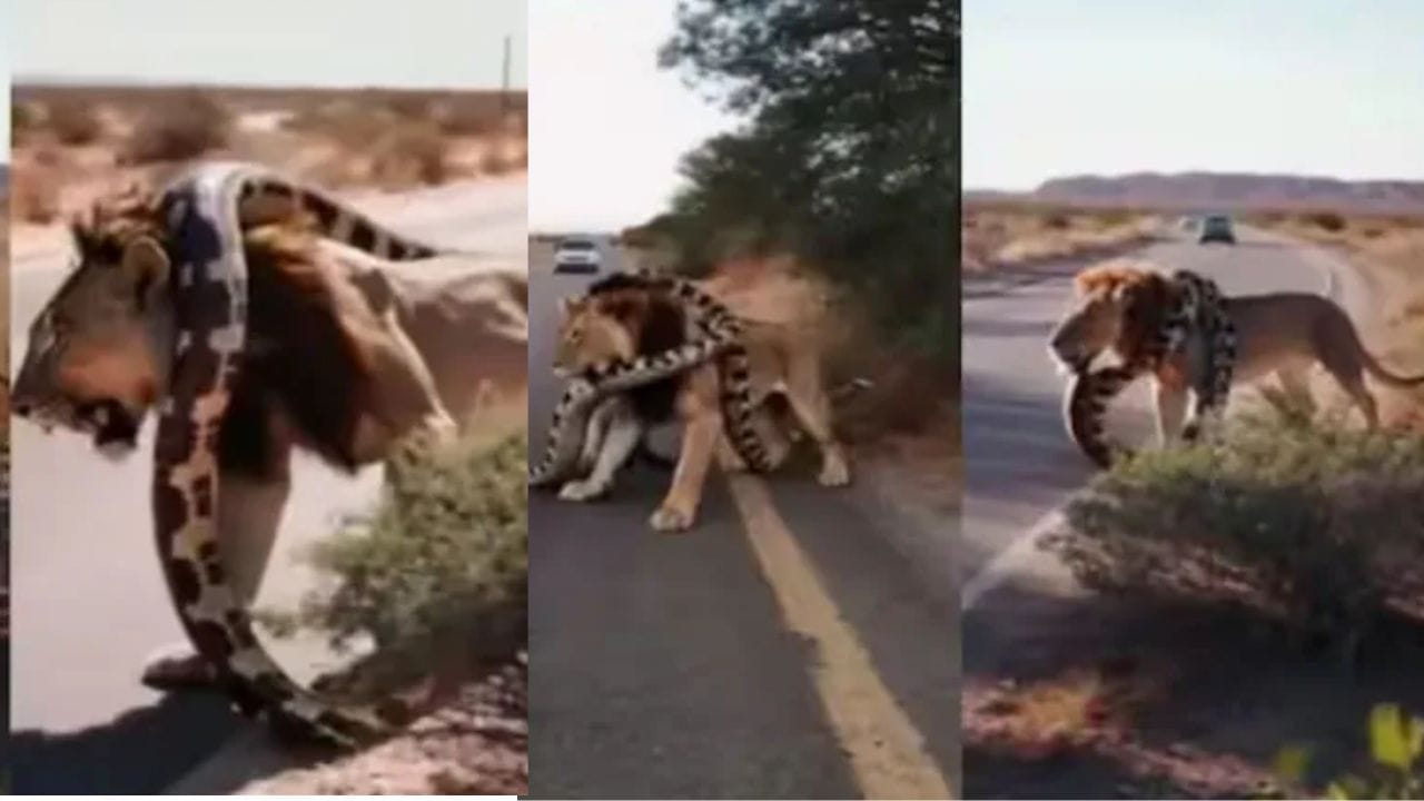 Viral: ਅਜਗਰ ਦੀ ਲਪੇਟ 'ਚ ਆਇਆ ਜੰਗਲ ਦਾ ਰਾਜਾ, ਇਸ ਤਰ੍ਹਾਂ ਦਬੋਚਿਆ ਕਿ ਹਾਲਤ ਹੋ ਗਈ ...