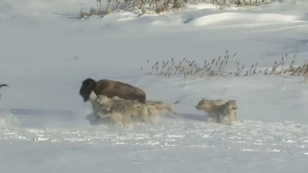 Bison Shocking Video: ਸਾਥੀ ਨੂੰ ਧੋਖਾ ਦੇ ਕੇ ਭੱਜ ਗਿਆ ਬਾਈਸਨ, ਖੁੱਦ ਨੂੰ ਬਚਾਉਣ ਲਈ ਪਾਰਟਨਰ ਦੀ ਦਿੱਤੀ ਬਲੀ