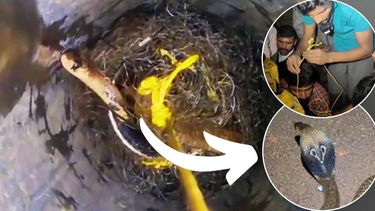 Cobra Rescued From 540 Feet Borewell: 540 ਫੁੱਟ ਡੂੰਘੇ ਬੋਰਵੈੱਲ ‘ਚ ਡਿੱਗਿਆ ਕੋਬਰਾ, 10 ਘੰਟੇ ਤੱਕ ਚੱਲਿਆ ਬਚਾਅ ਕਾਰਜ, ਦੇਖੋ ਕਿਵੇਂ ਕੱਢਿਆ ਖਤਰਨਾਕ ਸੱਪ ਨੂੰ ਬਾਹਰ Cobra Rescued From 540 Feet Borewell: 540 ਫੁੱਟ ਡੂੰਘੇ ਬੋਰਵੈੱਲ ‘ਚ ਡਿੱਗਿਆ ਕੋਬਰਾ, 10 ਘੰਟੇ ਤੱਕ ਚੱਲਿਆ ਬਚਾਅ ਕਾਰਜ, ਦੇਖੋ ਕਿਵੇਂ ਕੱਢਿਆ ਖਤਰਨਾਕ ਸੱਪ ਨੂੰ ਬਾਹਰ