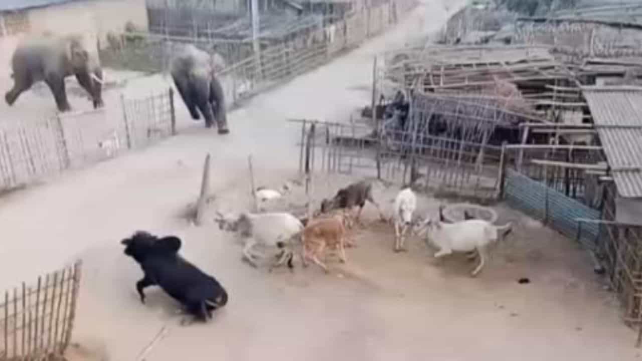 Shocking Video: ਹਾਥੀ ਨੇ ਝੁੱਗੀ-ਝੌਂਪੜੀ ਚ ਮਚਾਈ ਤਬਾਹੀ, ਤਬੇਲੇ ਚ ਕੰਬਇਆ ਗਊਆਂ-ਮੱਝਾਂ Shocking Video: ਹਾਥੀ ਨੇ ਝੁੱਗੀ-ਝੌਂਪੜੀ ਚ ਮਚਾਈ ਤਬਾਹੀ, ਤਬੇਲੇ ਚ ਕੰਬਇਆ ਗਊਆਂ-ਮੱਝਾਂ