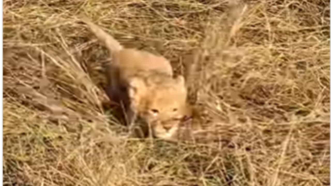 Cute Video: ਸ਼ੇਰਨੀ ਮਾਂ ਨੂੰ ਬੁਲਾਉਣ ਲਈ ਛੋਟੇ ਸ਼ੇਰ ਨੇ ਲਗਾਈ ਦਹਾੜ, Cuteness ਤੇ ਫਿਦਾ ਹੋਏ ਲੋਕ Cute Video: ਸ਼ੇਰਨੀ ਮਾਂ ਨੂੰ ਬੁਲਾਉਣ ਲਈ ਛੋਟੇ ਸ਼ੇਰ ਨੇ ਲਗਾਈ ਦਹਾੜ, Cuteness ਤੇ ਫਿਦਾ ਹੋਏ ਲੋਕ