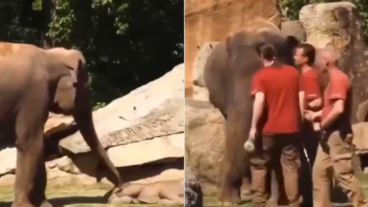 Viral Video: ਵਾਰ-ਵਾਰ ਜਗਾਉਣ ਤੇ ਵੀ ਨਹੀਂ ਉੱਠਿਆ ਬੱਚਾ ਤਾਂ ਮਾਦਾ ਹਾਥੀ ਨੇ Zoo Keepers ਤੋਂ ਮੰਗੀ ਮਦਦ, Cute Video ਵਾਇਰਲ Viral Video: ਵਾਰ-ਵਾਰ ਜਗਾਉਣ ਤੇ ਵੀ ਨਹੀਂ ਉੱਠਿਆ ਬੱਚਾ ਤਾਂ ਮਾਦਾ ਹਾਥੀ ਨੇ Zoo Keepers ਤੋਂ ਮੰਗੀ ਮਦਦ, Cute Video ਵਾਇਰਲ