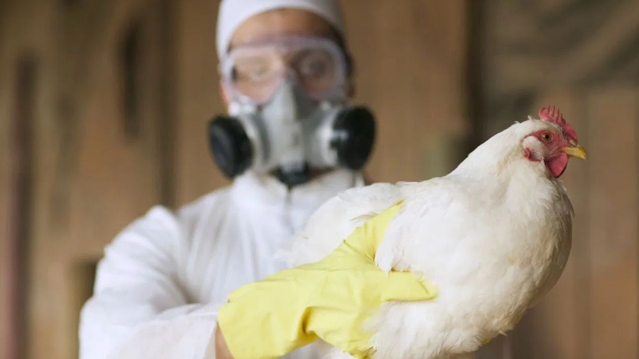 Bird Flu Scare