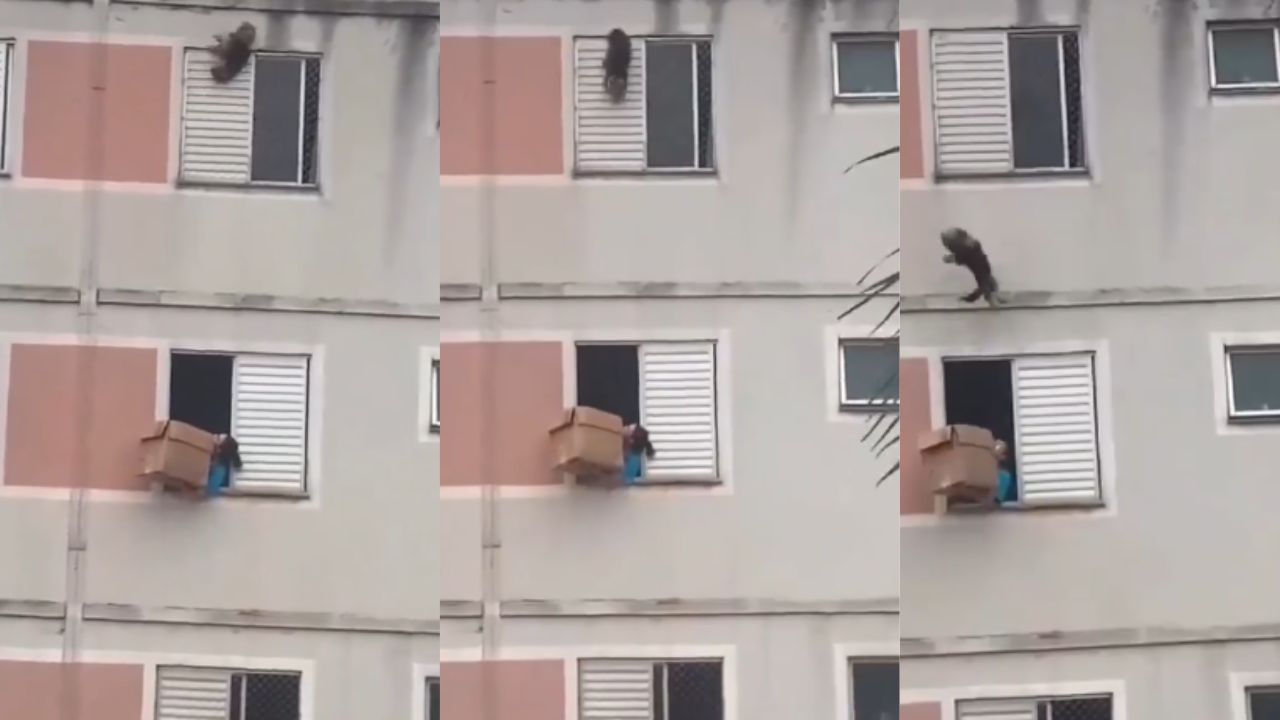 Dog Viral Video: ਉੱਪਰੋਂ ਕੁੱਤੇ ਨੂੰ ਡਿੱਗਦਾ ਦੇਖ, ਜਾਨ ਬਚਾਉਣ ਲਈ ਡੱਬਾ ਲੈ ਕੇ ਖੜ ਗਈ ਔਰਤ