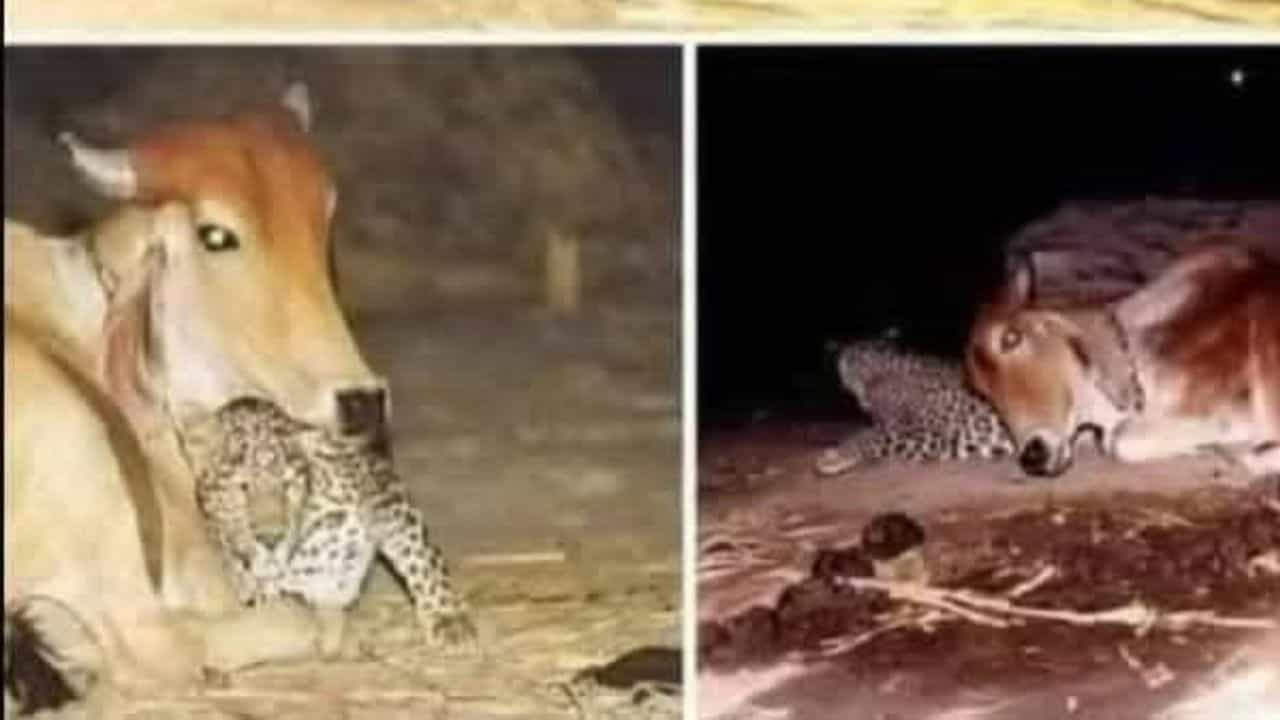 Viral: ਹਰ ਰਾਤ ਤਬੇਲੇ ਵਿੱਚ ਆ ਕੇ ਗਾਂ ਨਾਲ ਲਿਪਟ ਕੇ ਸੌਂ ਜਾਂਦਾ ਹੈ ਤੇਂਦੂਆ, ਸਮਝਦਾ ਹੈ ਆਪਣੀ ਮਾਂ