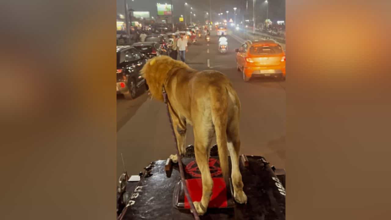 Viral Video: ਕੁੱਤੇ ਨੂੰ ਇਸ ਤਰ੍ਹਾਂ ਜੀਪ ਤੇ ਲੈ ਕੇ ਨਿਕਲਿਆ ਸ਼ਖਸ, ਲੋਕਾਂ ਨੇ ਸਮਝ ਲਿਆ ਸ਼ੇਰ
