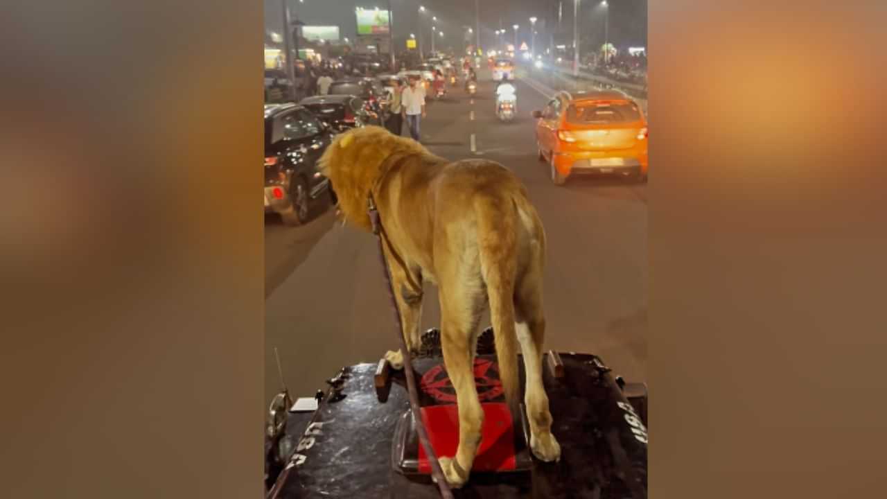 Viral Video: ਕੁੱਤੇ ਨੂੰ ਇਸ ਤਰ੍ਹਾਂ ਜੀਪ ਤੇ ਲੈ ਕੇ ਨਿਕਲਿਆ ਸ਼ਖਸ, ਲੋਕਾਂ ਨੇ ਸਮਝ ਲਿਆ ਸ਼ੇਰ Viral Video: ਕੁੱਤੇ ਨੂੰ ਇਸ ਤਰ੍ਹਾਂ ਜੀਪ ਤੇ ਲੈ ਕੇ ਨਿਕਲਿਆ ਸ਼ਖਸ, ਲੋਕਾਂ ਨੇ ਸਮਝ ਲਿਆ ਸ਼ੇਰ