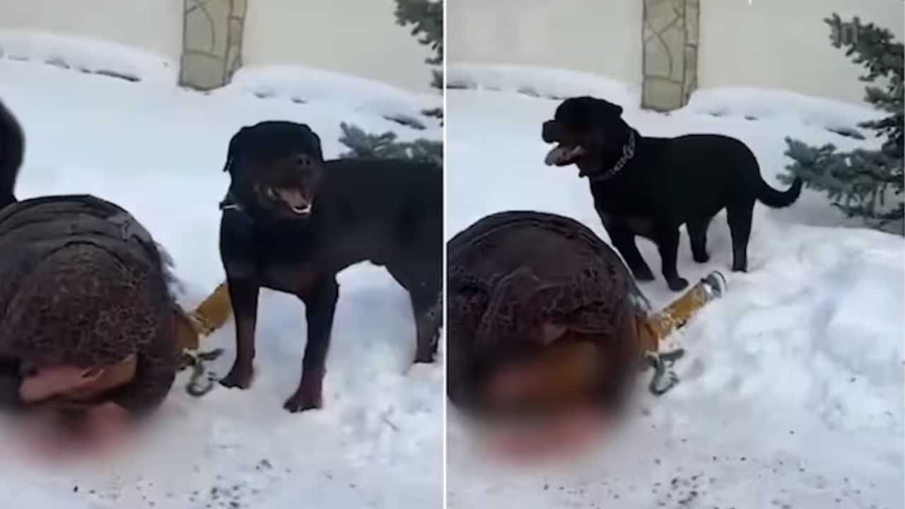 OMG: 5 ਸਾਲ ਦੇ ਬੱਚੇ ਤੇ ਭਿਆਨਕ Rottweiler ਨੇ ਕੀਤਾ ਹਮਲਾ, ਢਾਲ ਬਣ ਕੇ ਲੇਟ ਗਈ ਮਾਂ, ਝਰੀਟ ਵੀ ਨਹੀਂ ਦਿੱਤੀ ਆਉਣ
