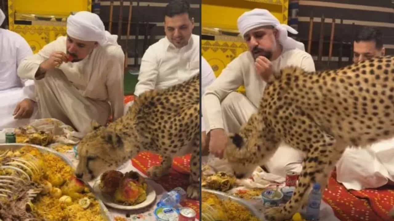 OMG! ਸ਼ੇਖਾਂ ਦੀ ਦਾਅਵਤ ਵਿੱਚ ਪਹੁੰਚਿਆ ਚੀਤਾ, ਮਹਿਮਾਨ ਵਜੋਂ ਮਾਣਿਆ ਬਿਰਿਆਨੀ ਦਾ ਆਨੰਦ...Video ਵਾਇਰਲ