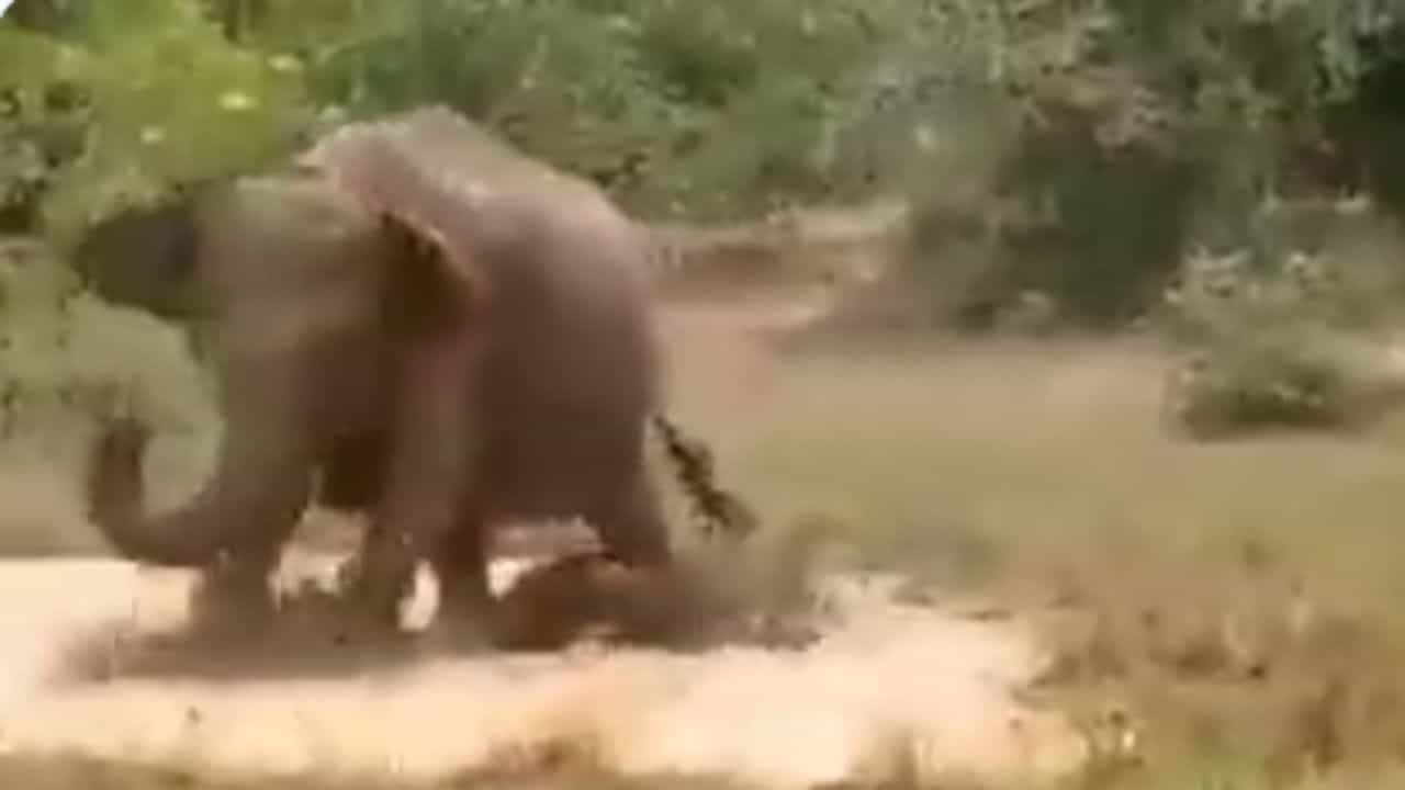 Viral Video: ਮਗਰਮੱਛ ਨੇ ਹਾਥੀ ਦੇ ਬੱਚੇ ਤੇ ਕੀਤਾ ਹਮਲਾ, ਮਾਂ ਨੇ ਅਗਲੇ ਹੀ ਪਲ ਸਿਖਾਇਆ ਸਬਕ Viral Video: ਮਗਰਮੱਛ ਨੇ ਹਾਥੀ ਦੇ ਬੱਚੇ ਤੇ ਕੀਤਾ ਹਮਲਾ, ਮਾਂ ਨੇ ਅਗਲੇ ਹੀ ਪਲ ਸਿਖਾਇਆ ਸਬਕ