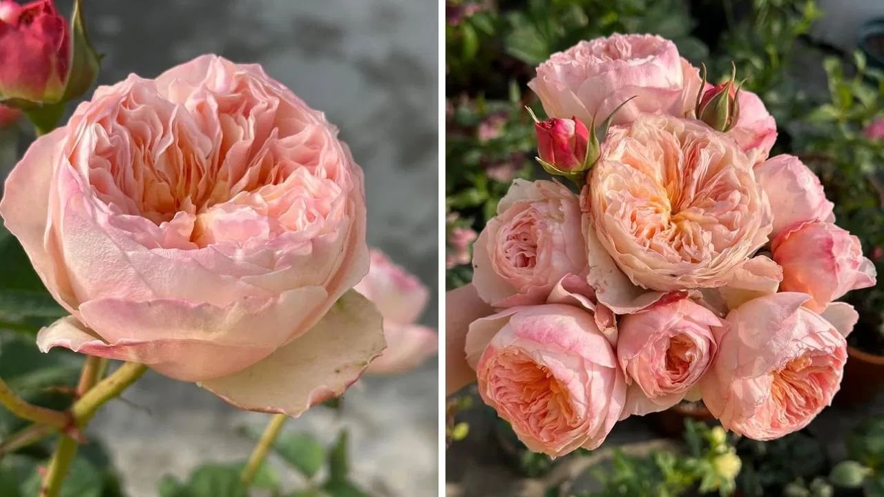 Rose Day: ਜਾਣੋ ਦੁਨੀਆ ਦੇ ਸਭ ਤੋਂ ਮਹਿੰਗੇ ਗੁਲਾਬ ਬਾਰੇ, 1,38,33,68,063 ਰੁਪਏ